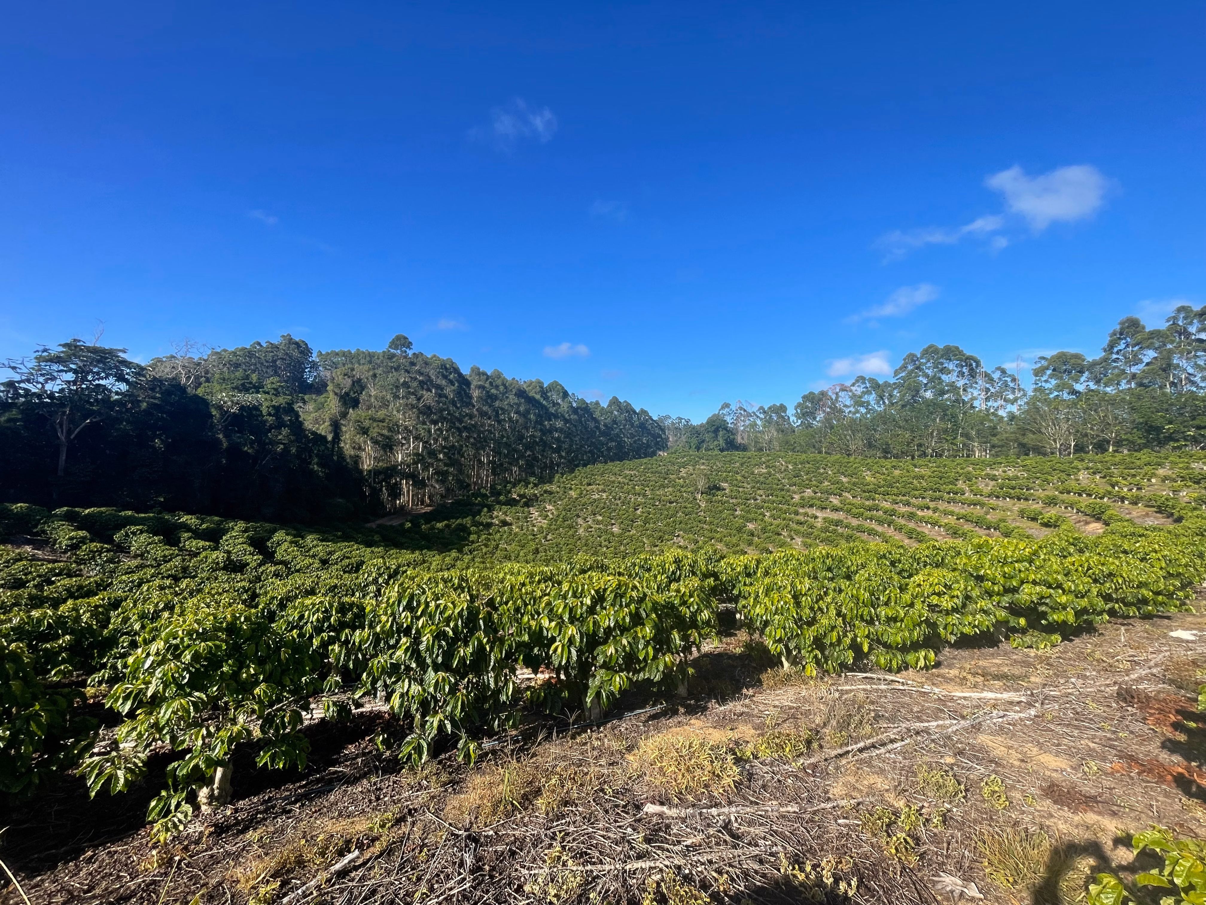 Fazenda à venda de 110 ha em Santa Teresa, ES