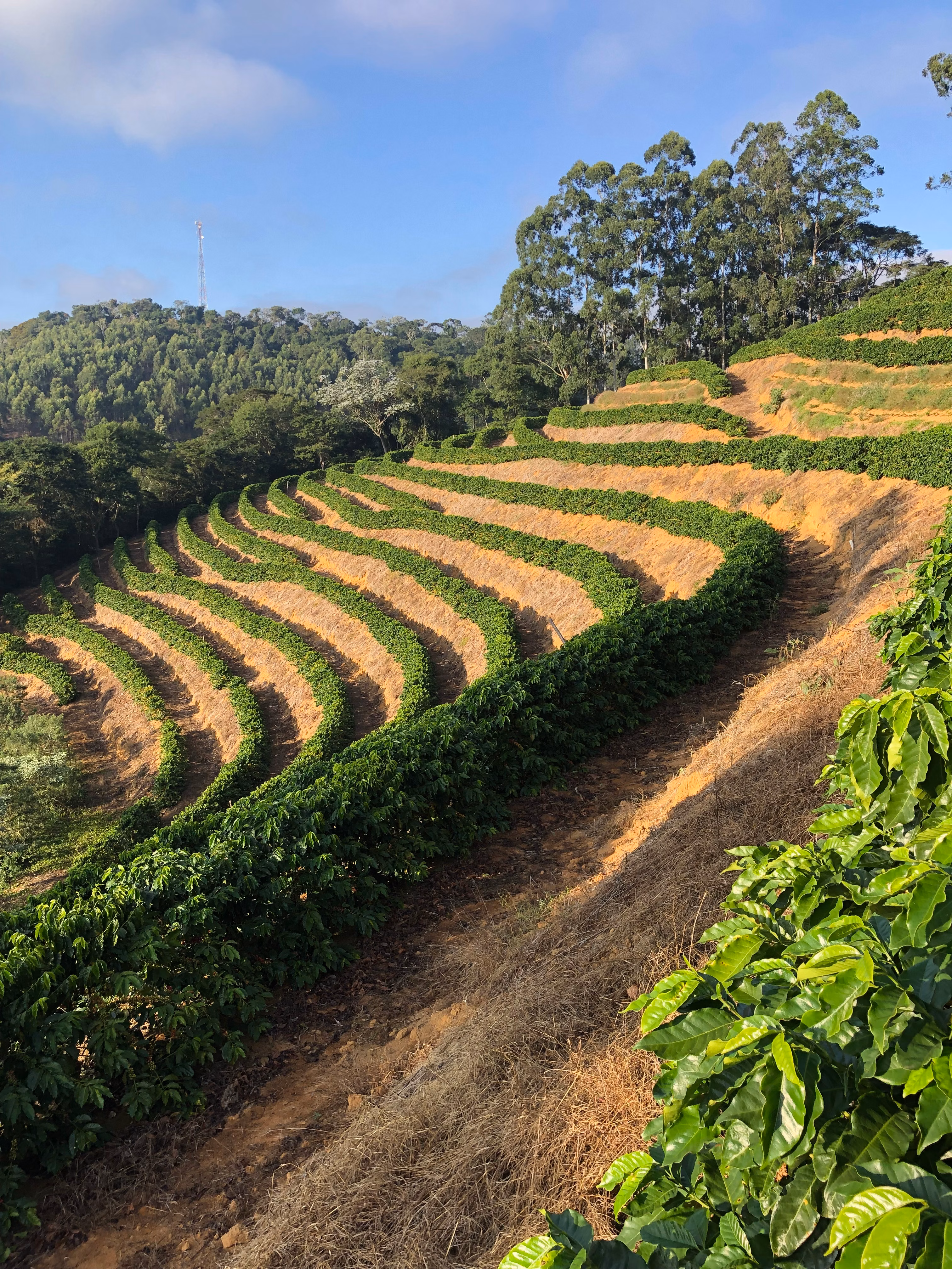 Fazenda à venda de 110 ha em Santa Teresa, ES