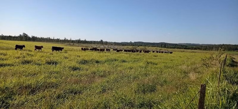Fazenda de 387 ha em Angatuba, SP
