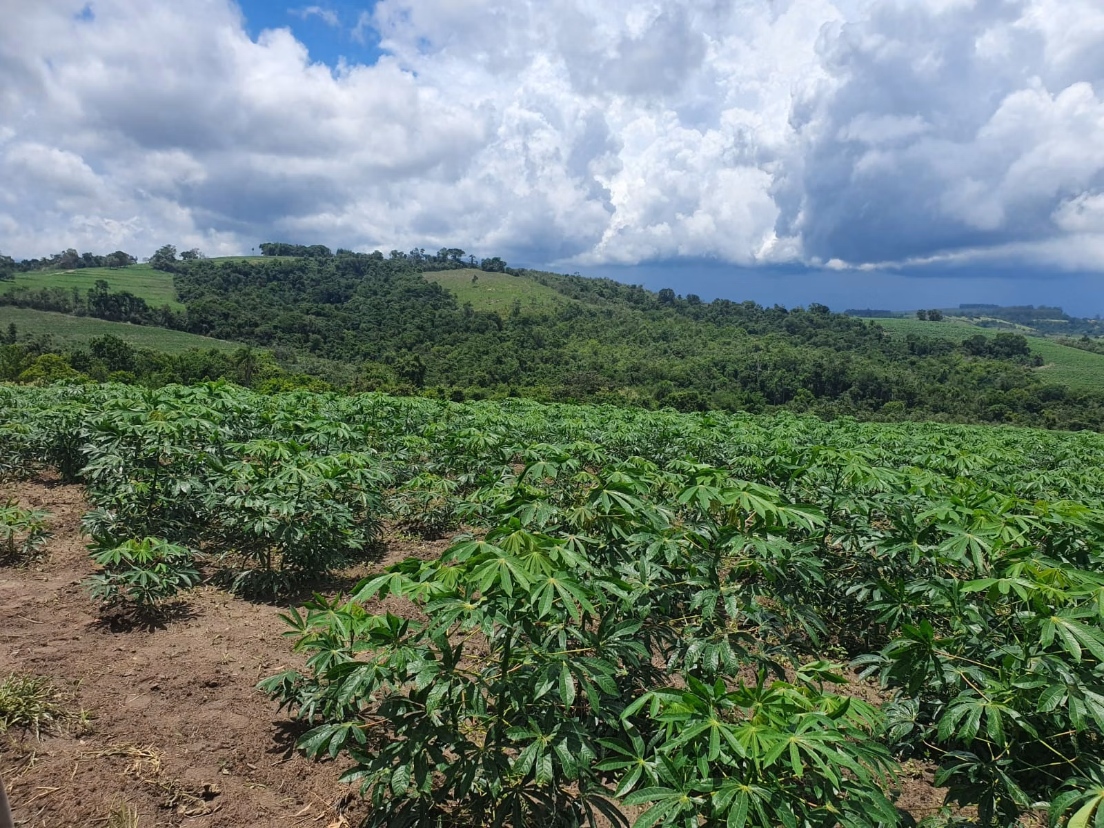 Fazenda de 303 ha em Bofete, SP