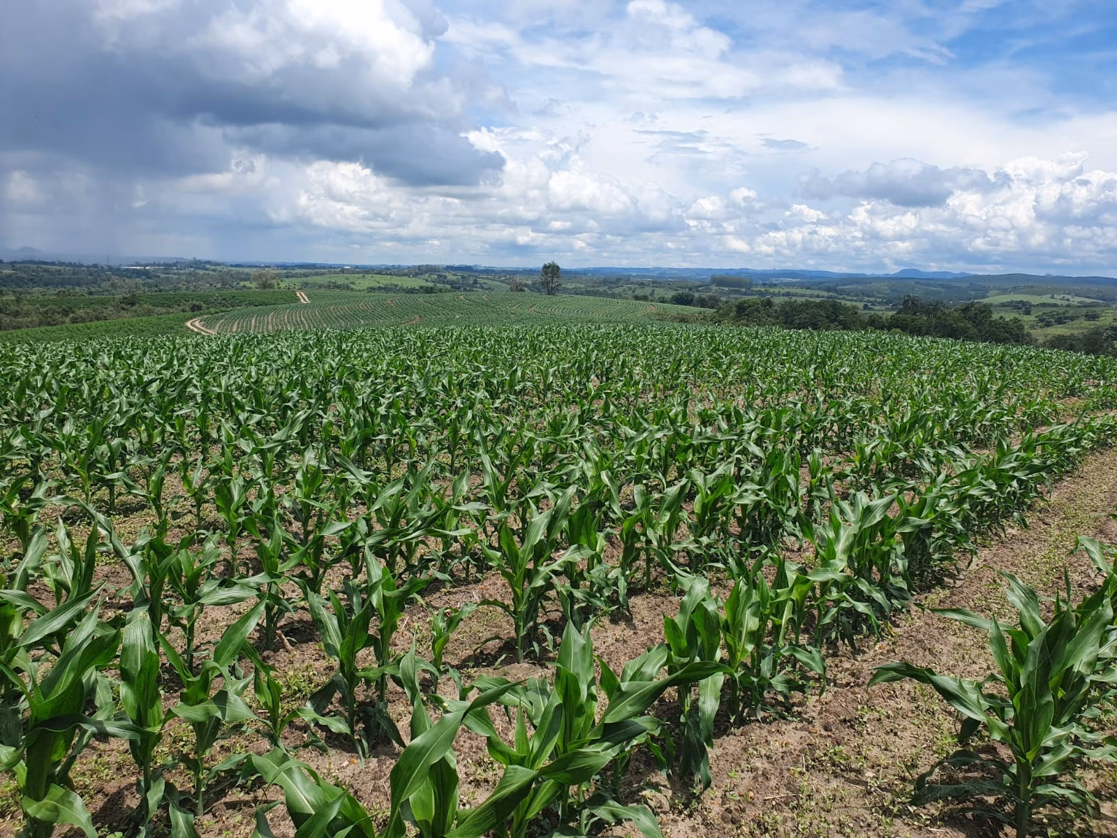 Fazenda de 303 ha em Bofete, SP