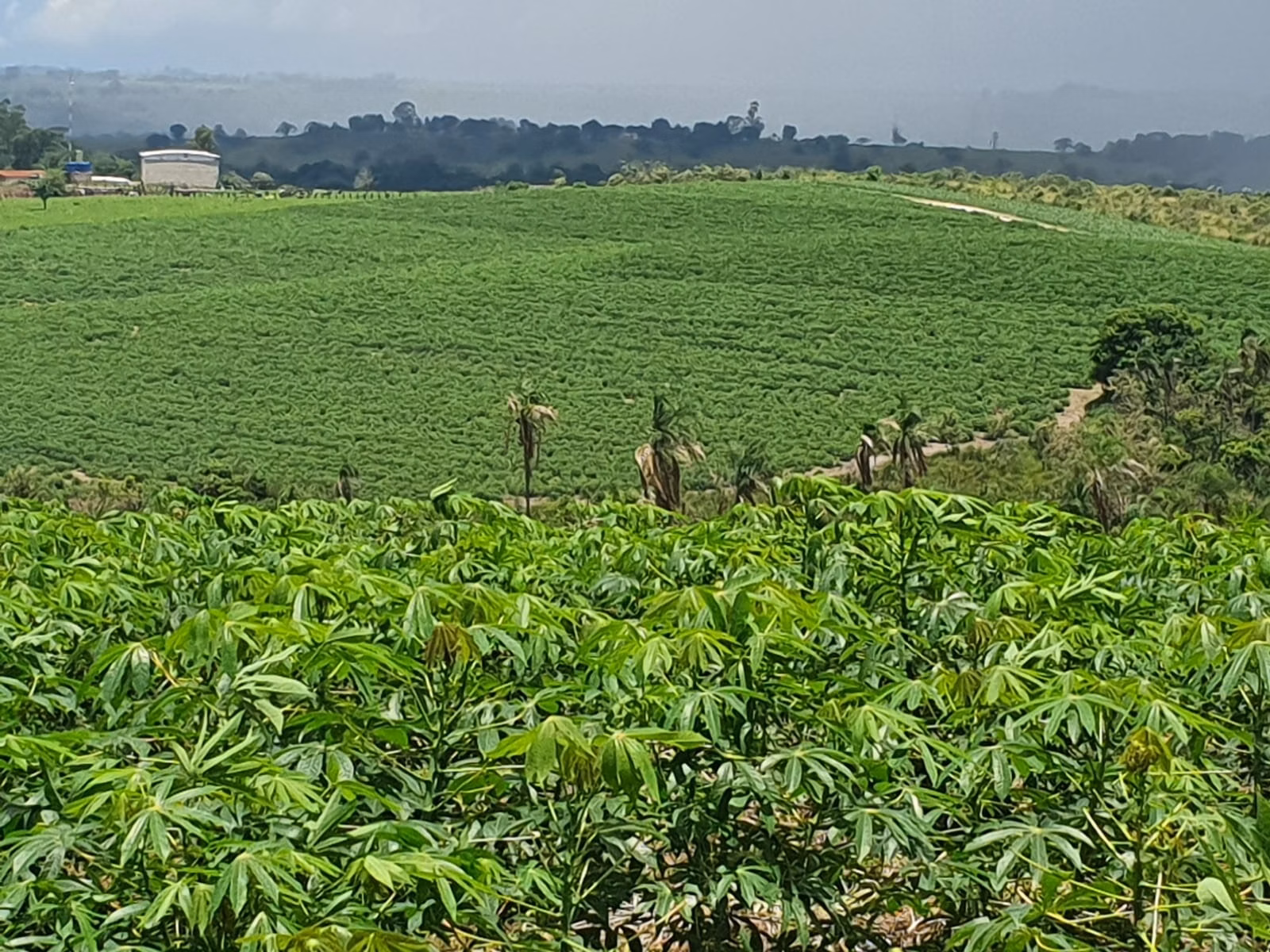 Fazenda de 303 ha em Bofete, SP