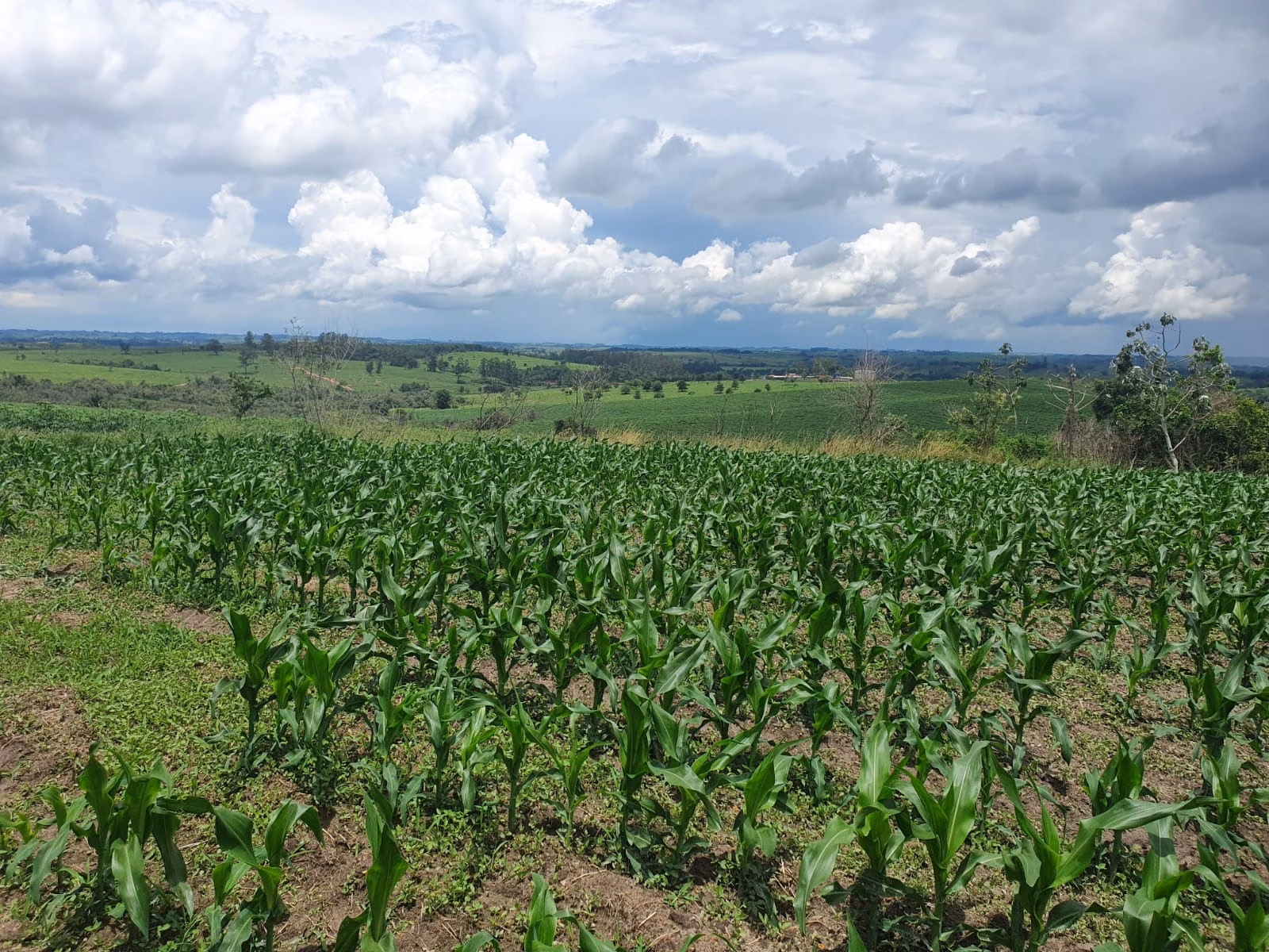 Farm of 747 acres in Bofete, SP, Brazil