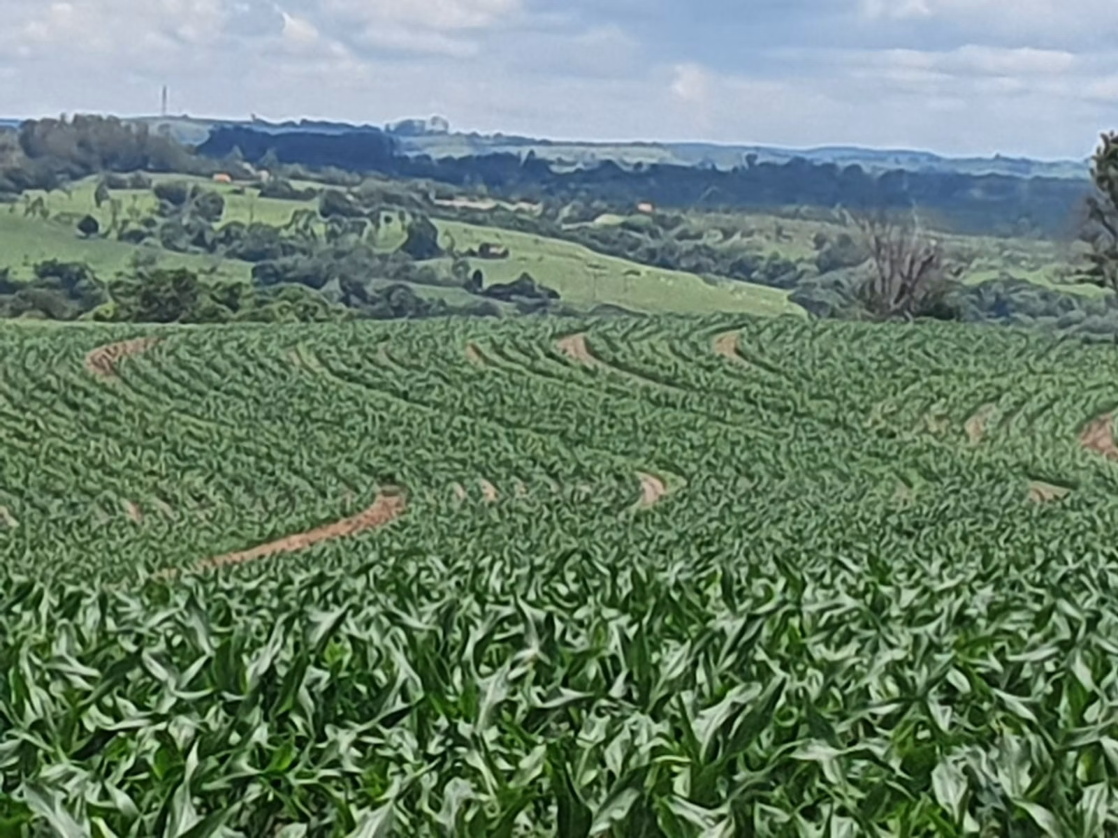 Fazenda de 303 ha em Bofete, SP