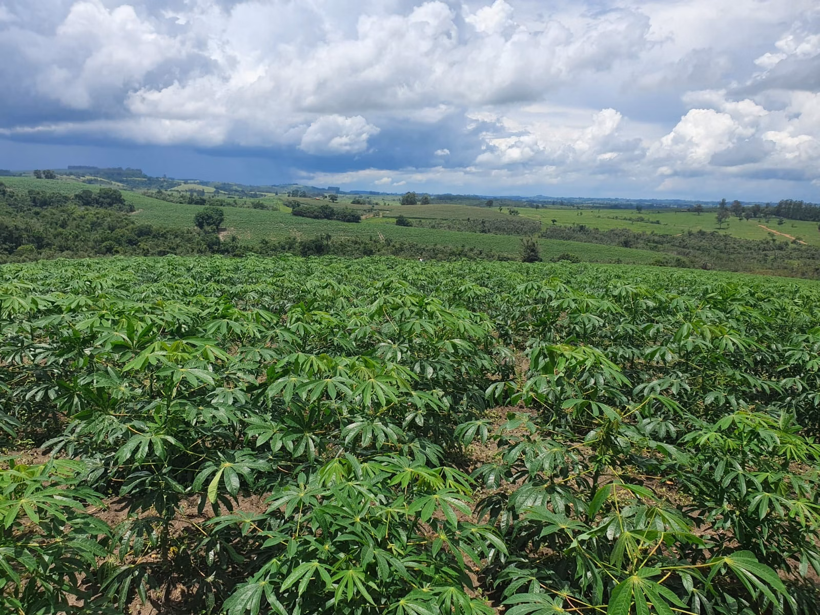 Fazenda de 303 ha em Bofete, SP