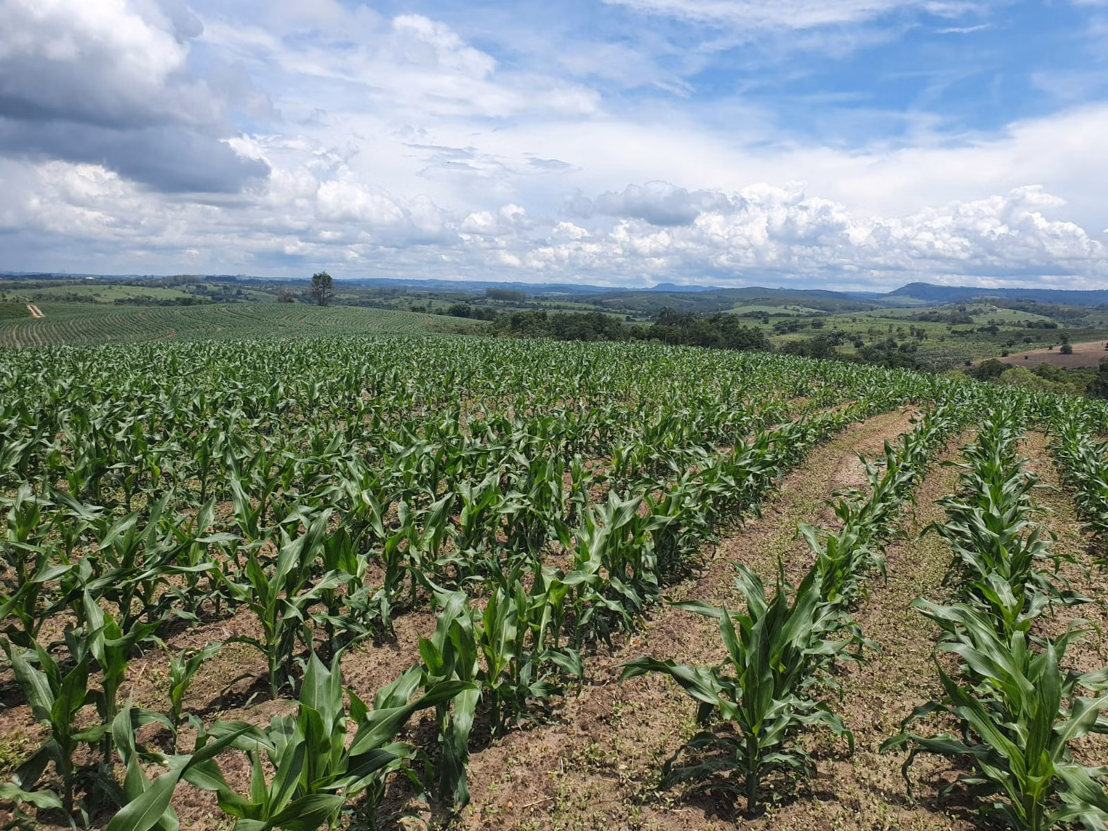 Fazenda de 303 ha em Bofete, SP