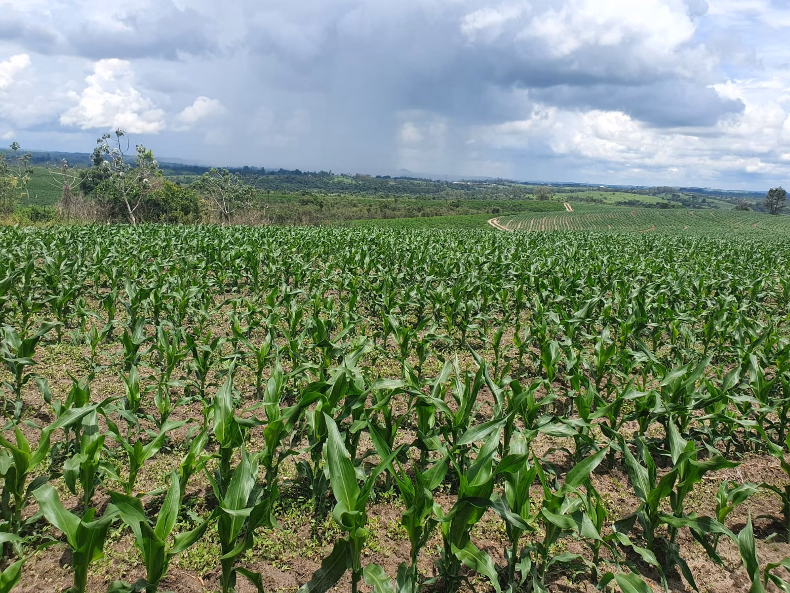 Farm of 747 acres in Bofete, SP, Brazil