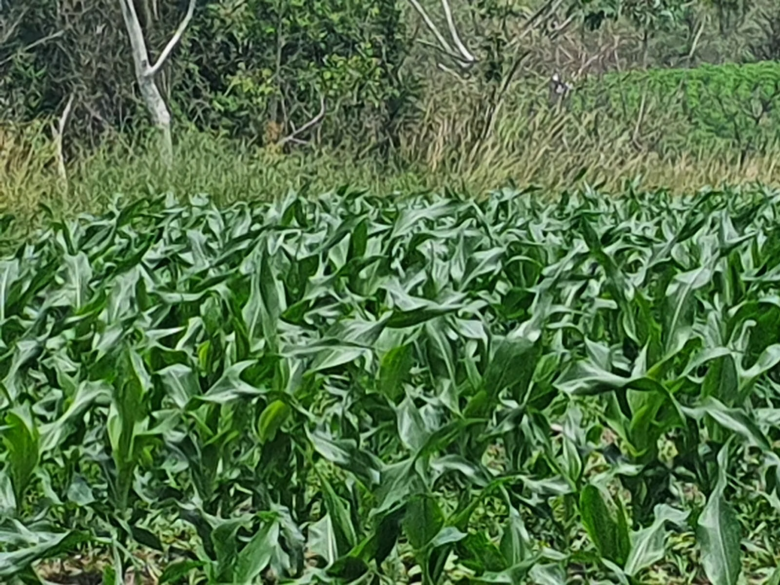 Fazenda de 303 ha em Bofete, SP