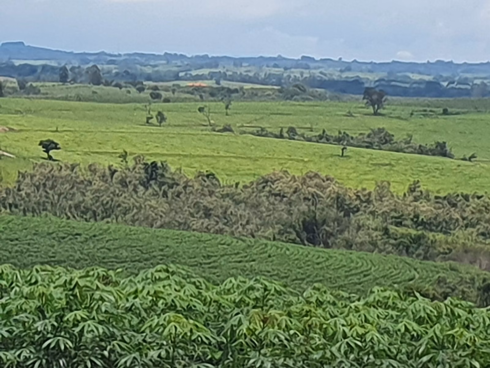 Fazenda de 303 ha em Bofete, SP