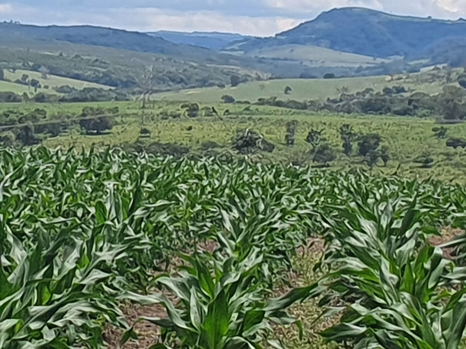 Fazenda de 303 ha em Bofete, SP