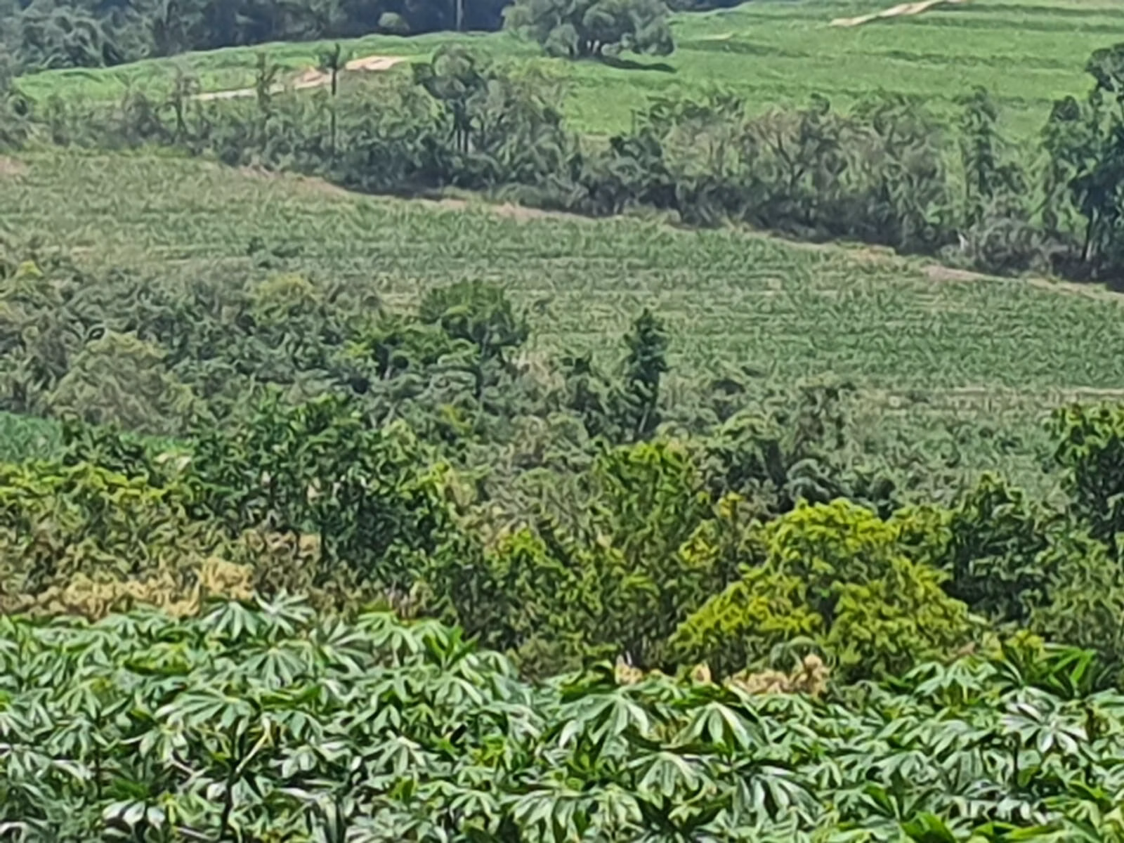 Fazenda de 303 ha em Bofete, SP