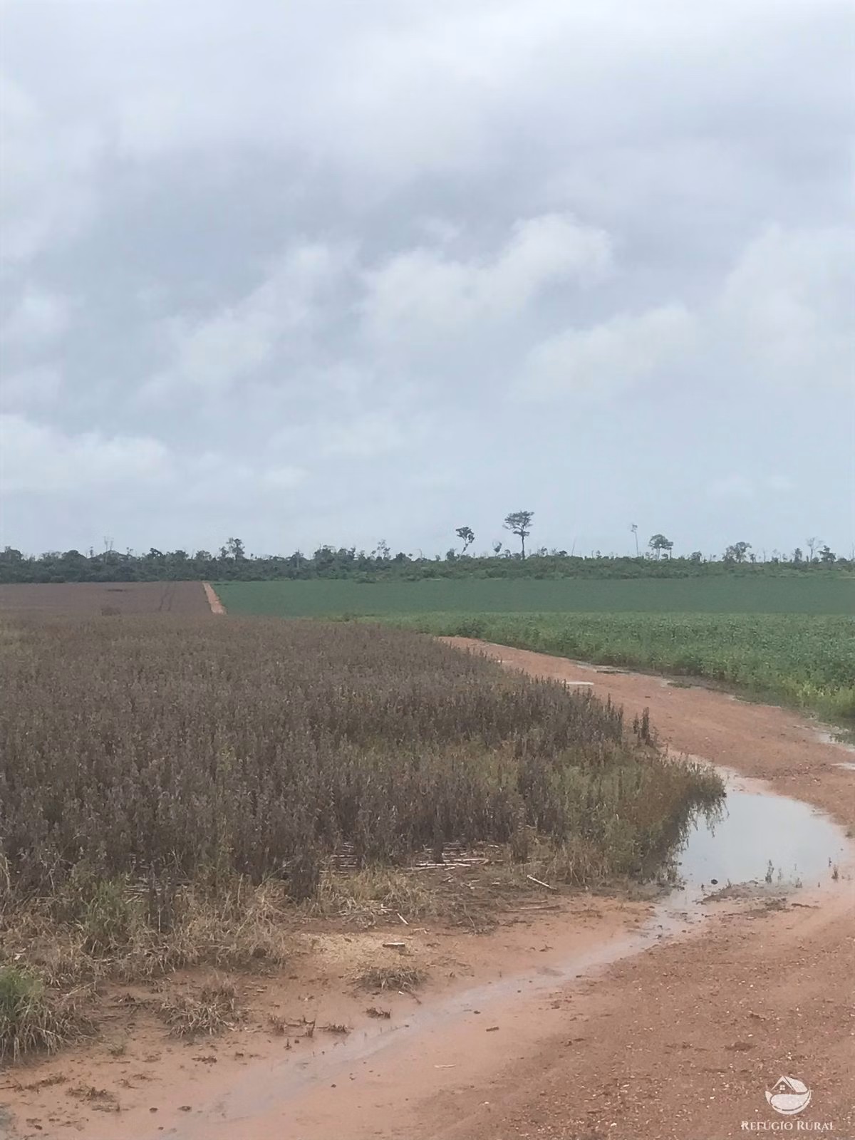 Fazenda de 2.447 ha em Sinop, MT