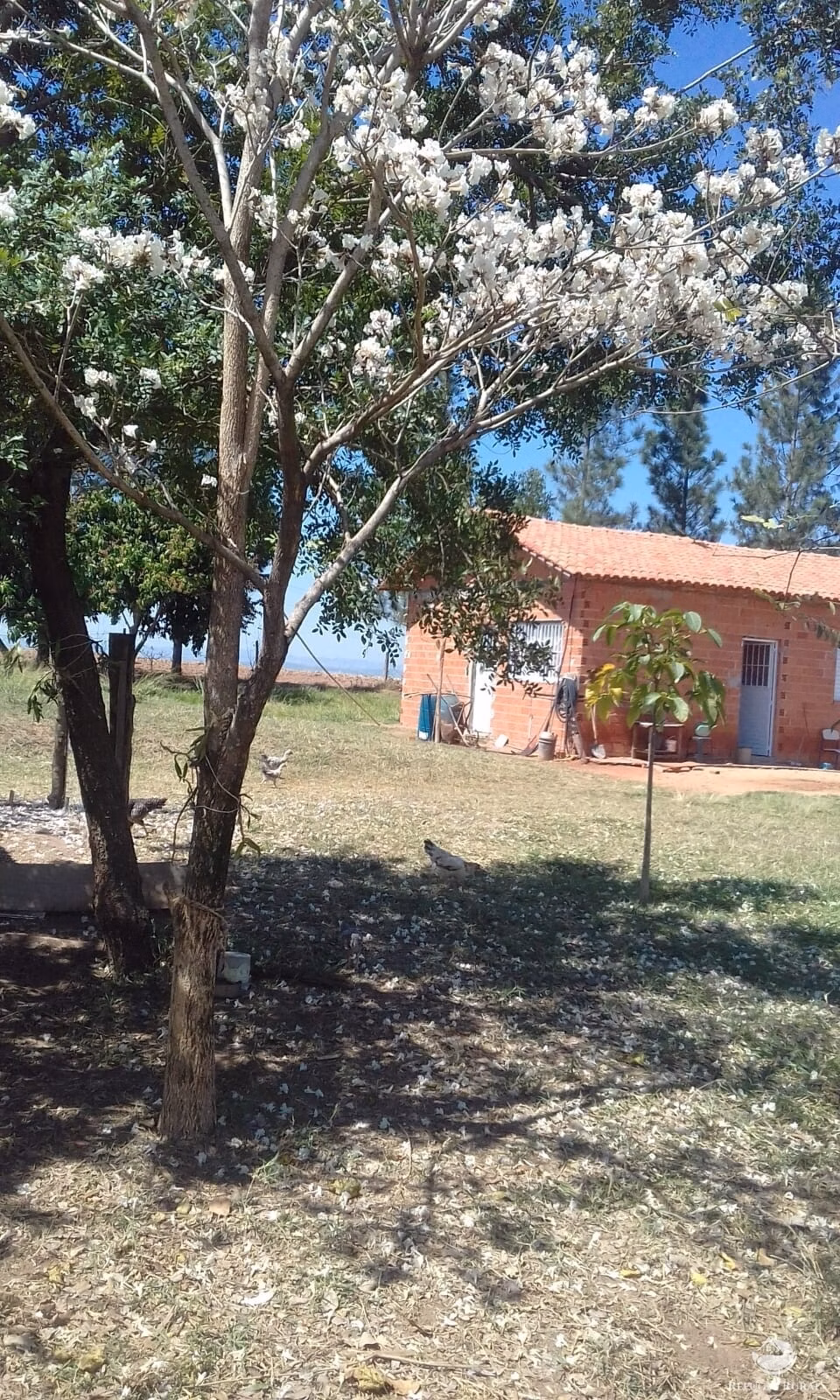 Chácara de 3 ha em Mogi Mirim, SP
