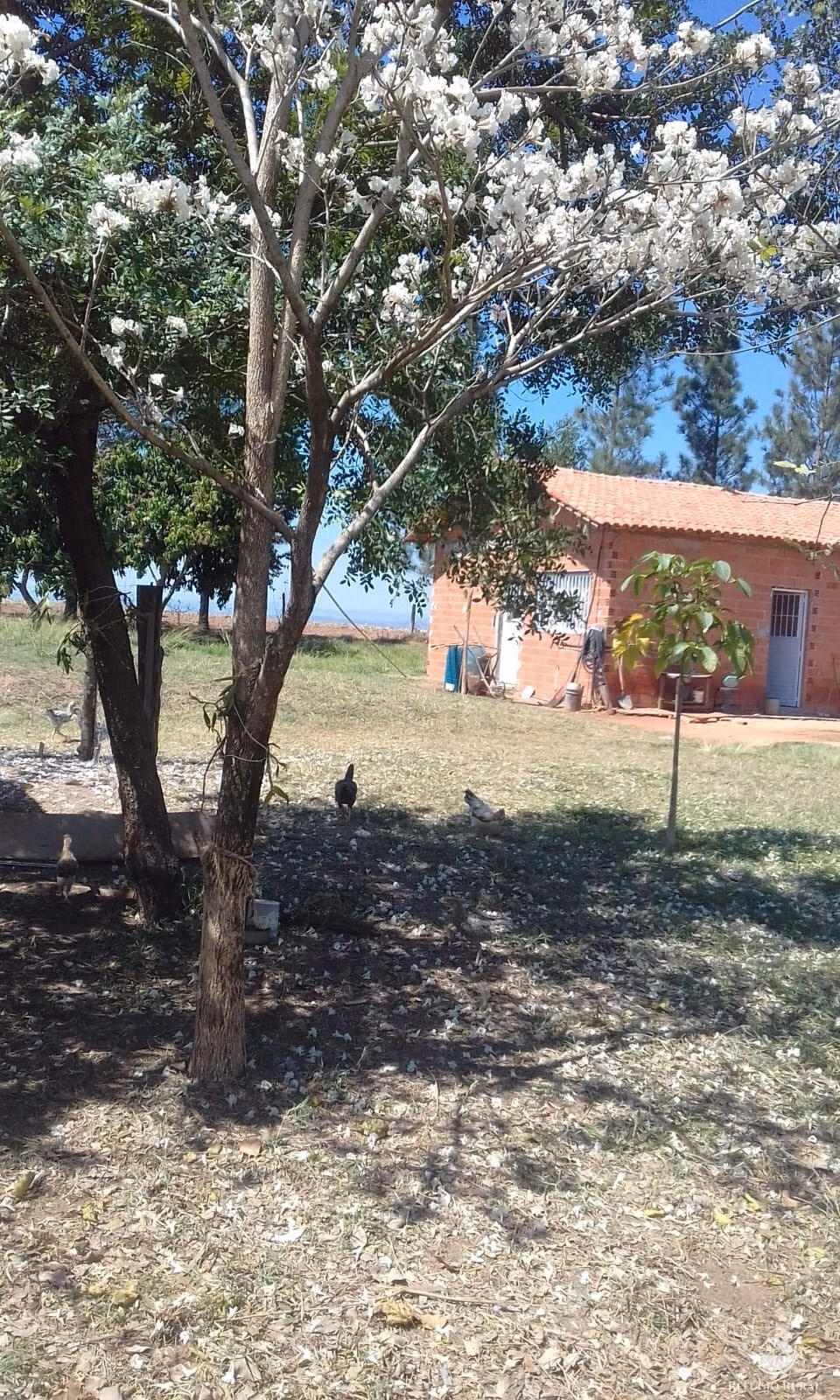 Chácara de 3 ha em Mogi Mirim, SP