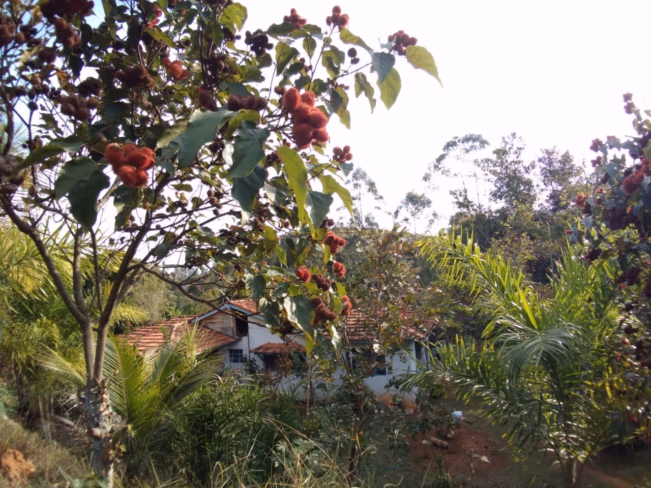 Sítio de 4 ha em Taubaté, SP