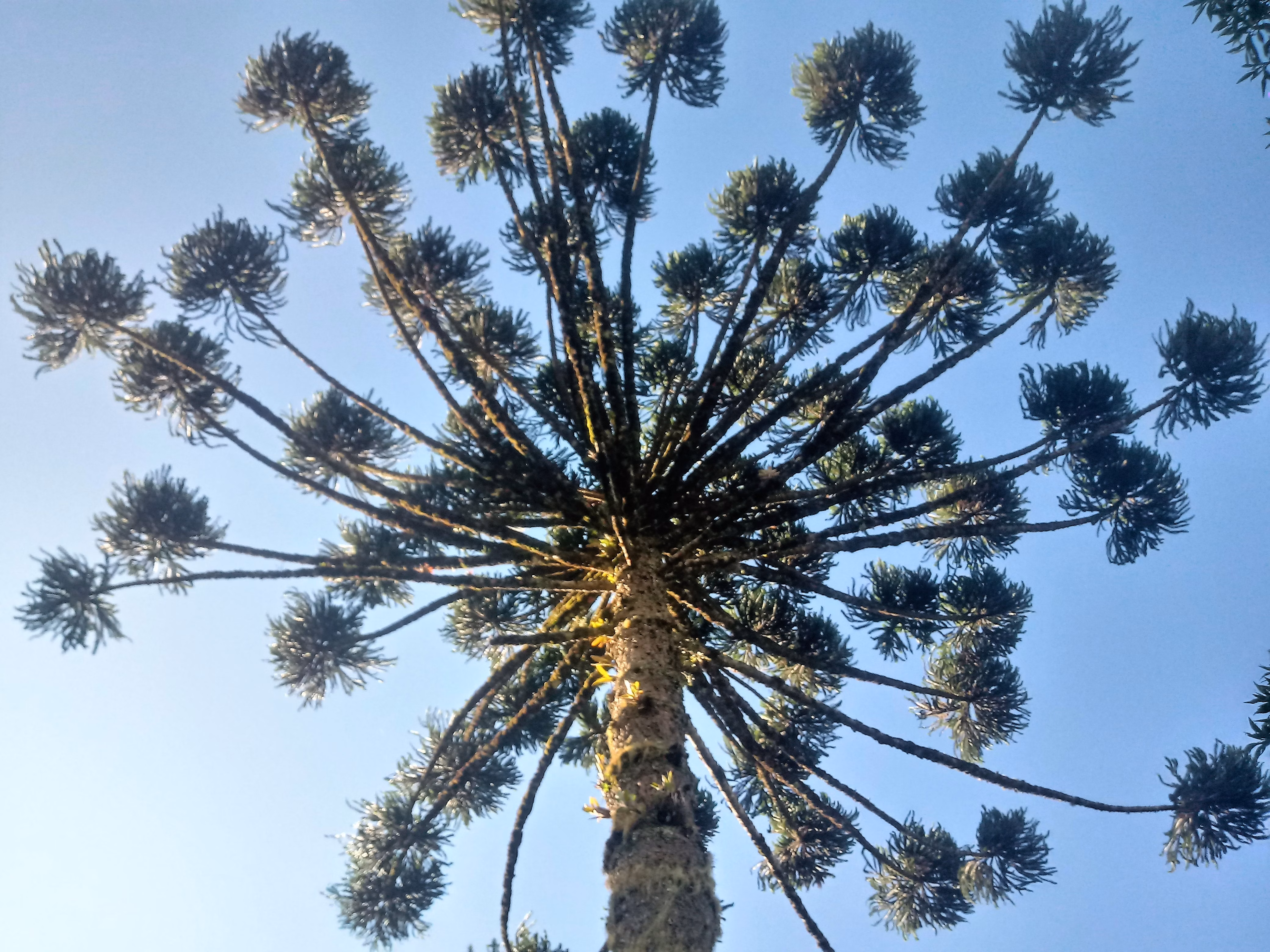 Chácara de 3.243 m² em Campos do Jordão, SP