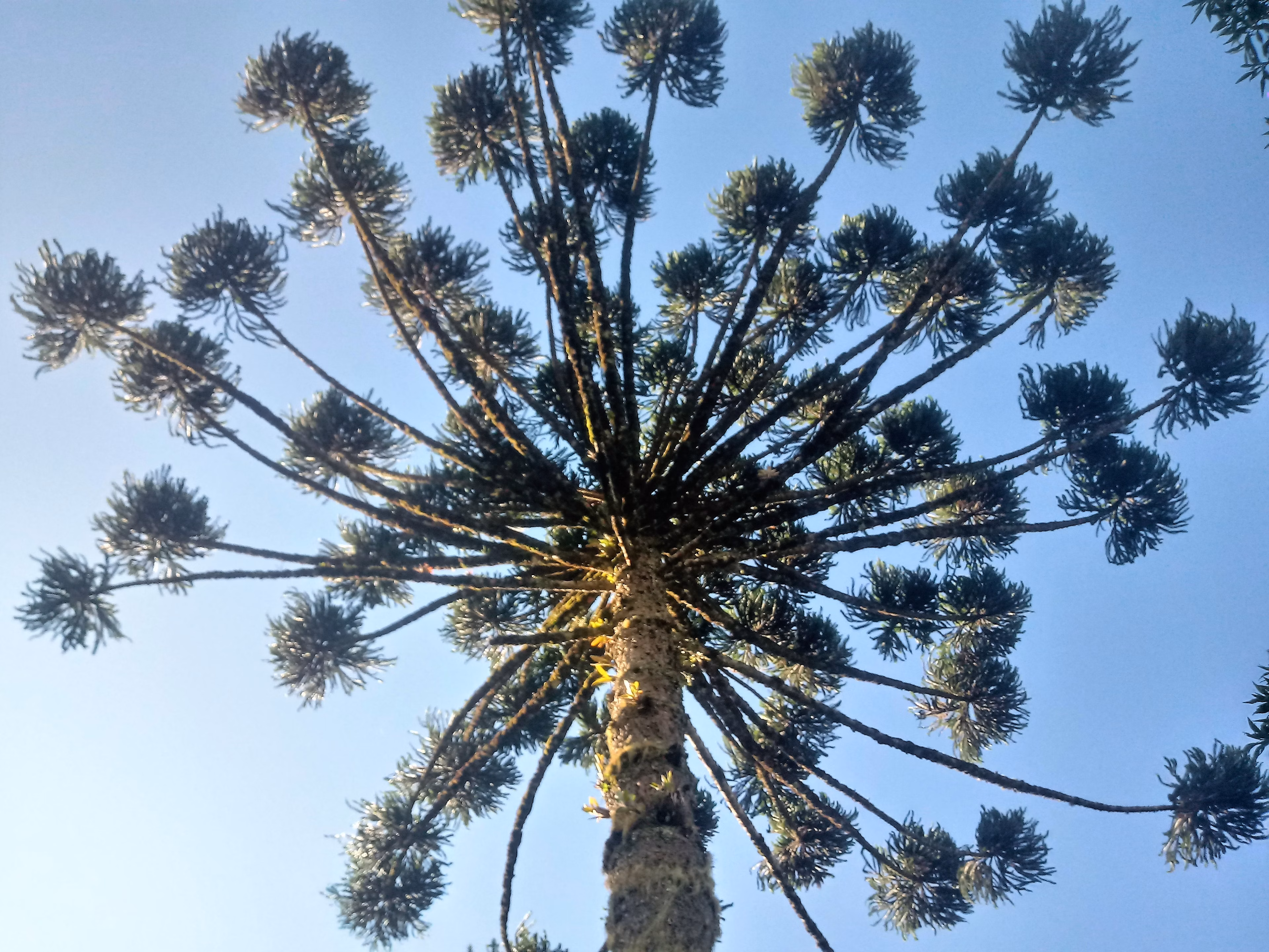 Chácara de 3.243 m² em Campos do Jordão, SP