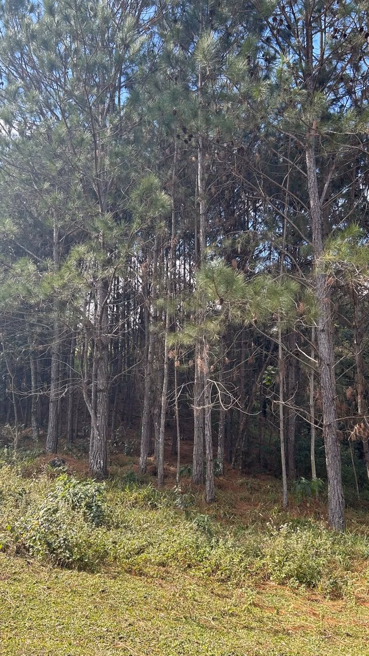 Sítio à venda e para arrendar de 3 ha em Joanópolis, SP