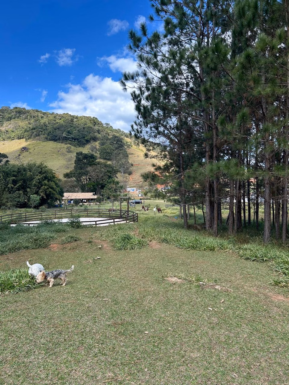 Sítio à venda e para arrendar de 3 ha em Joanópolis, SP