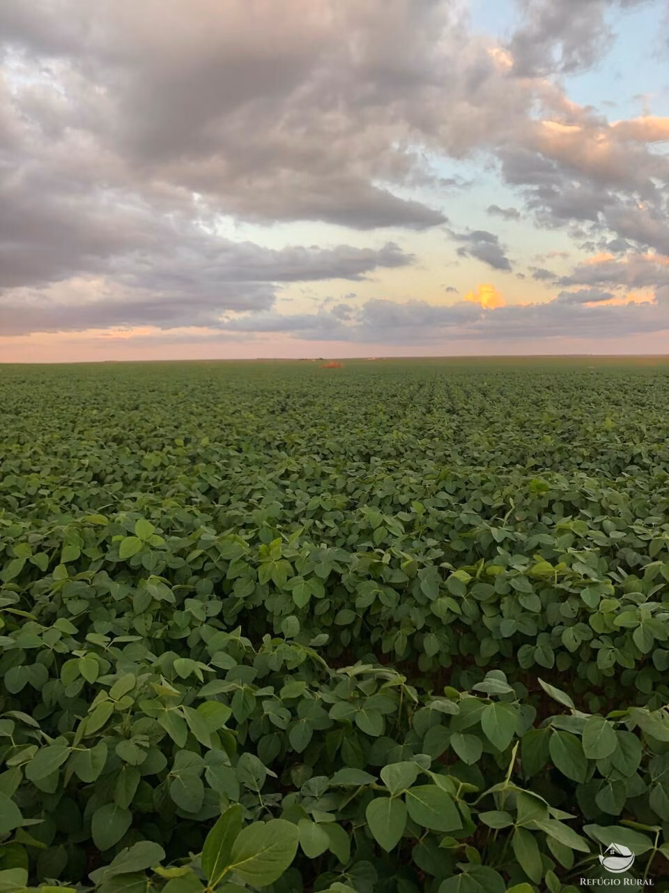 Farm of 4,942 acres in Nova Brasilândia, MT, Brazil