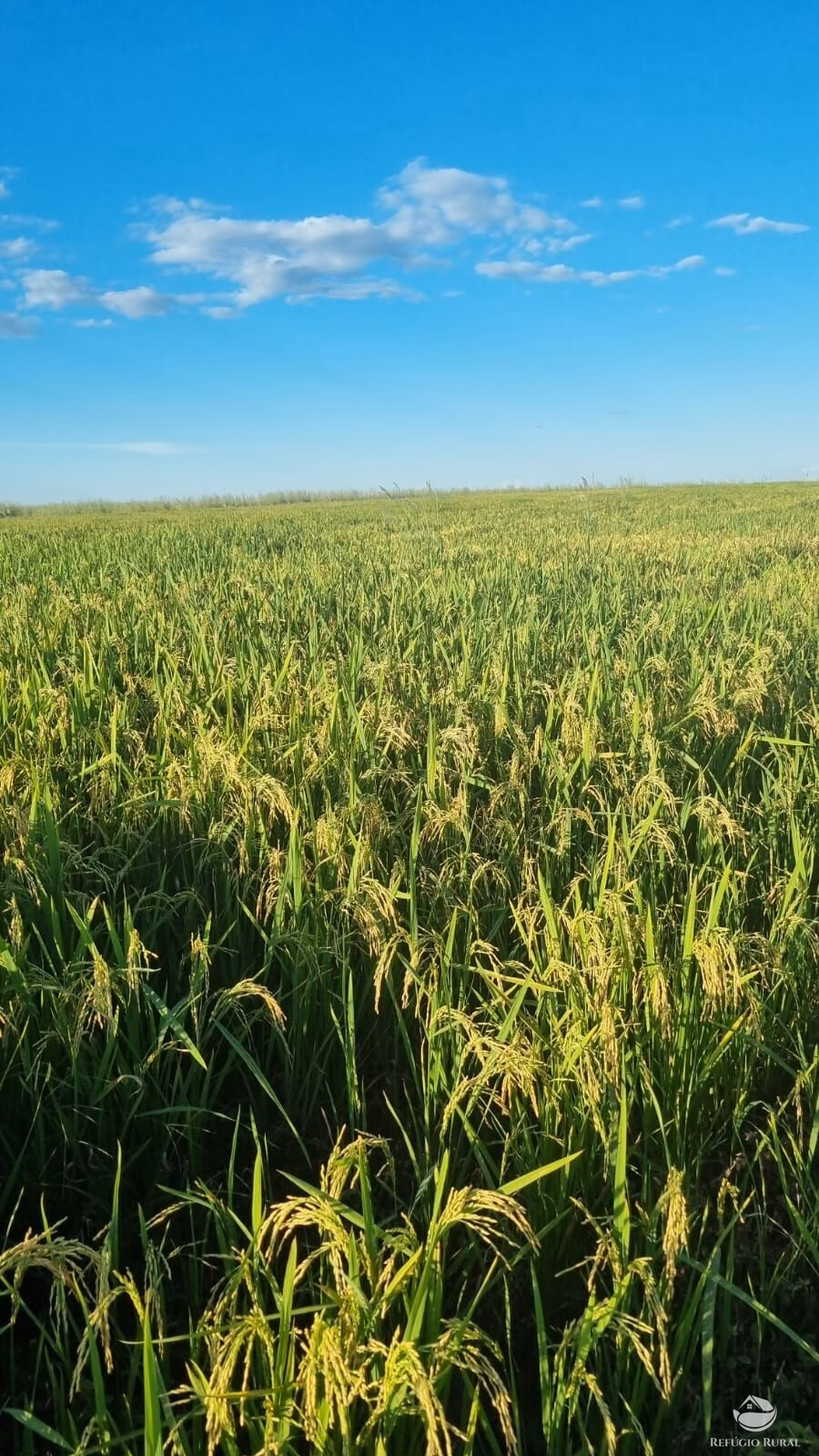 Farm of 4,942 acres in Nova Brasilândia, MT, Brazil