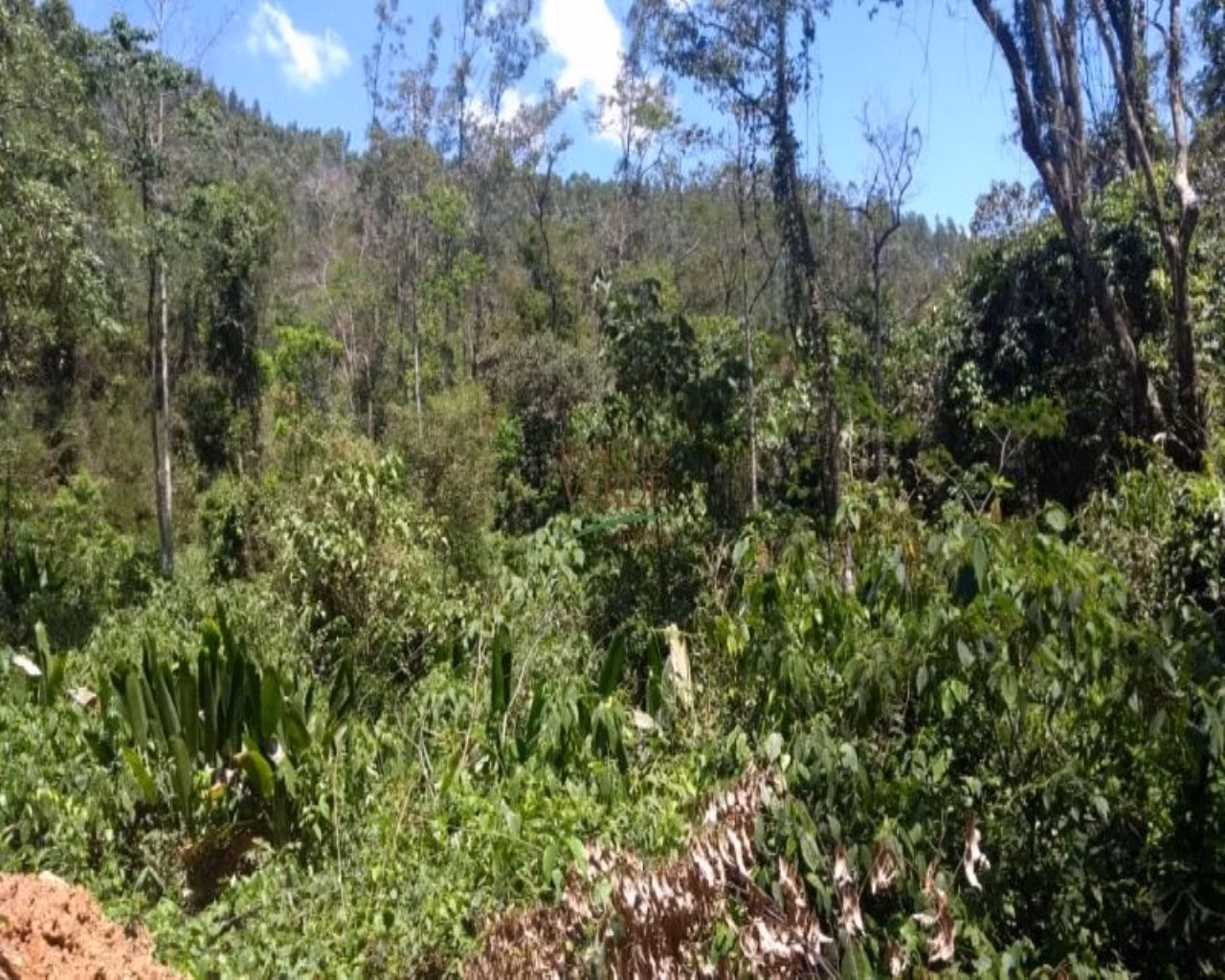 Terreno de 19 ha em Monteiro Lobato, SP