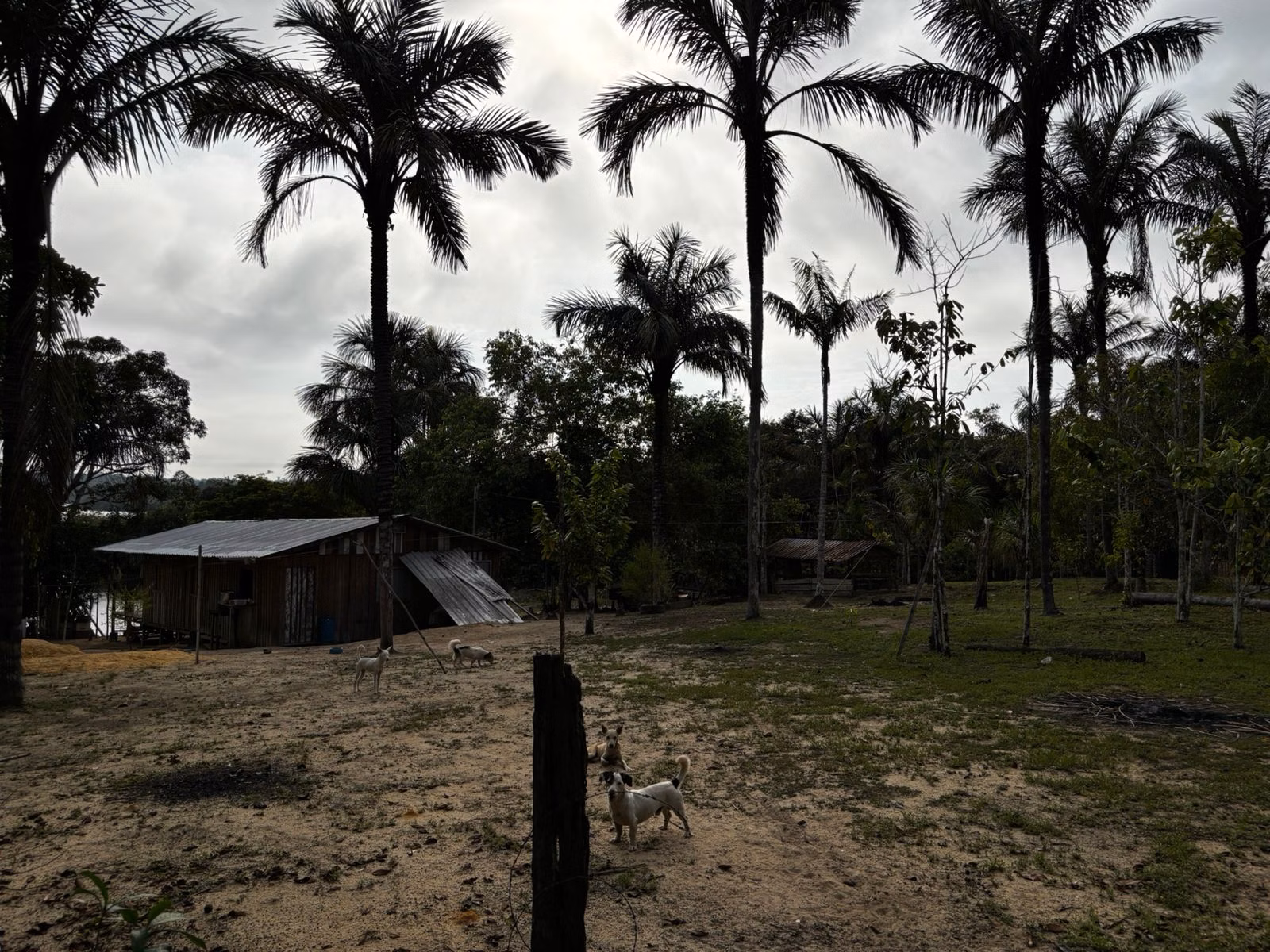 Small farm of 2.471 acres in Manaus, AM, Brazil