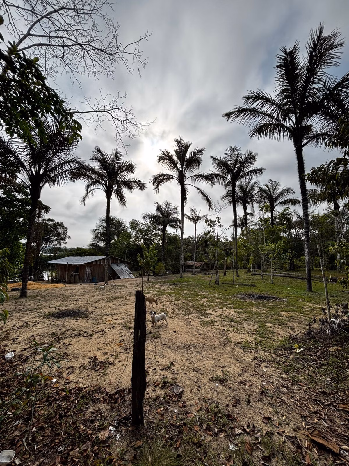 Small farm of 2.471 acres in Manaus, AM, Brazil