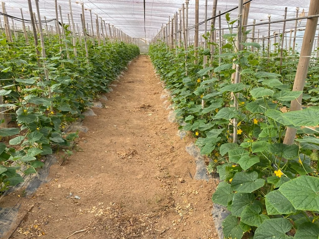 Sítio de 10 ha em São Miguel Arcanjo, SP