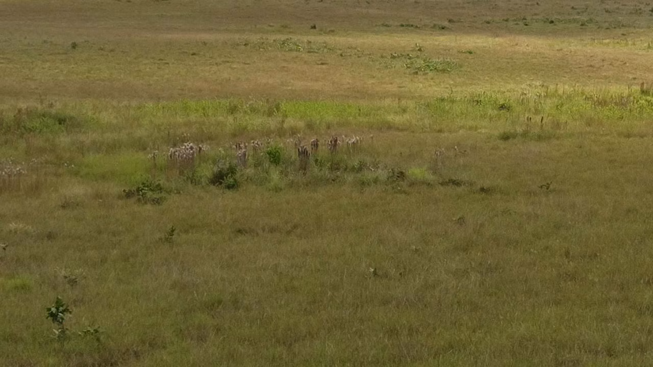 Farm of 2.582 acres in Alto Alegre, RR, Brazil