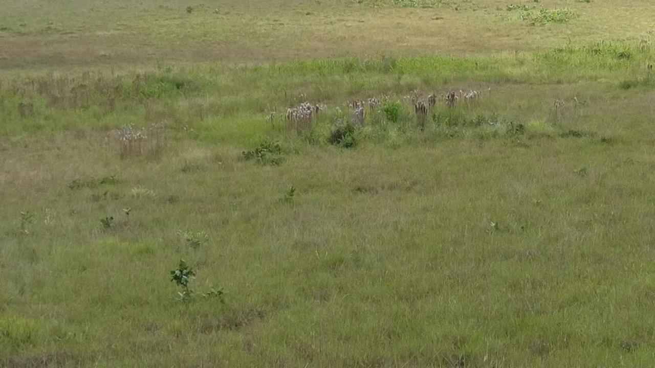 Fazenda de 1.045 ha em Alto Alegre, RR