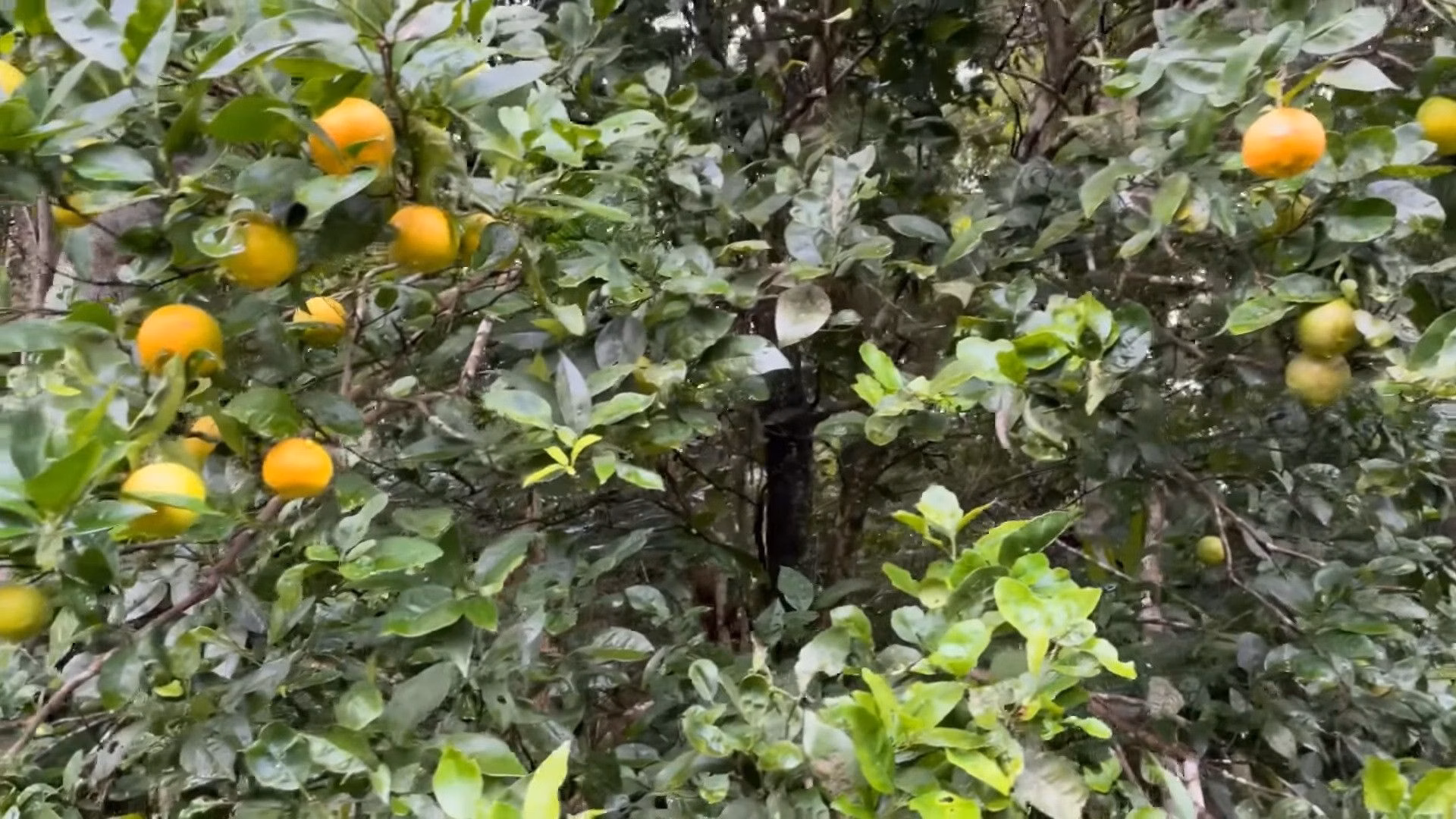 Chácara de 4.400 m² em Torres, RS