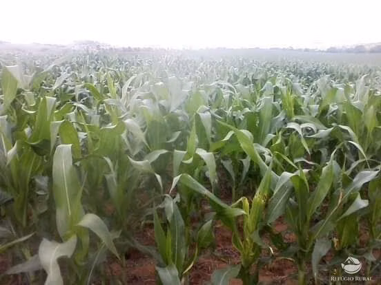 Fazenda de 19.000 ha em São João d'Aliança, GO