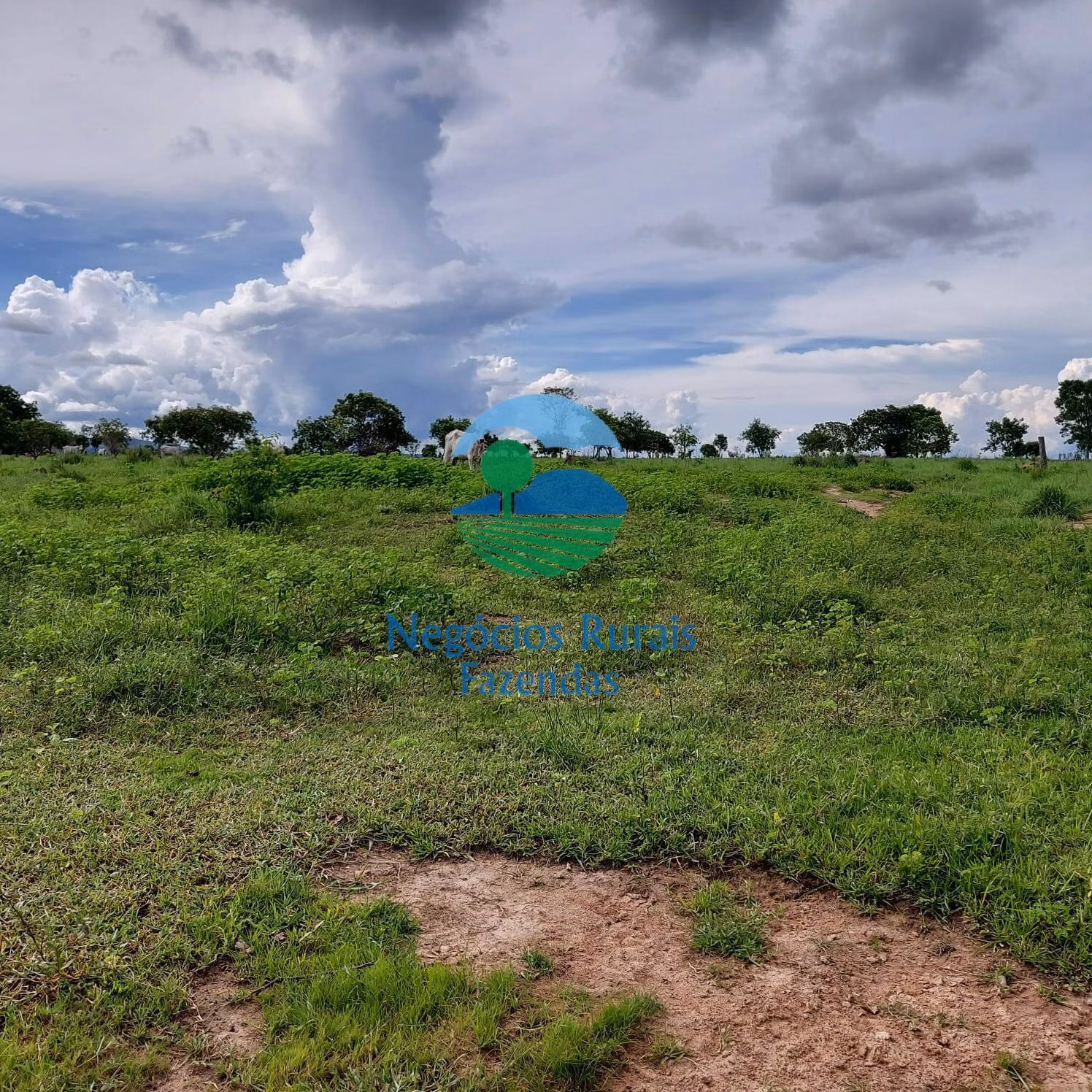 Fazenda de 639 ha em Santa Rosa do Tocantins, TO
