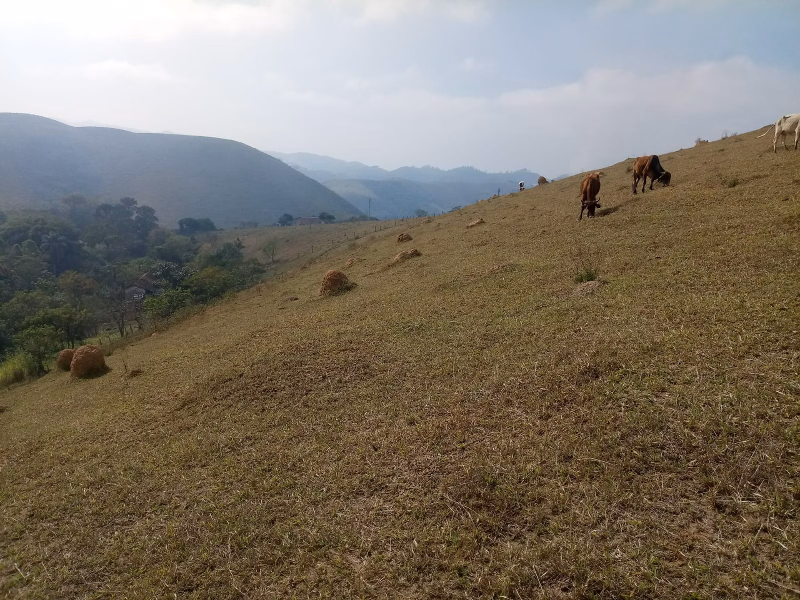 Small farm of 57 acres in São José dos Campos, SP, Brazil