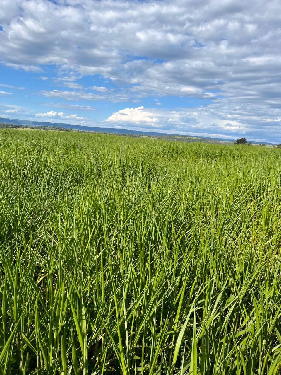 Farm of 21.580 acres in Serranópolis, GO, Brazil