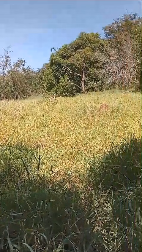 Sítio de 24 ha em Iaras, SP