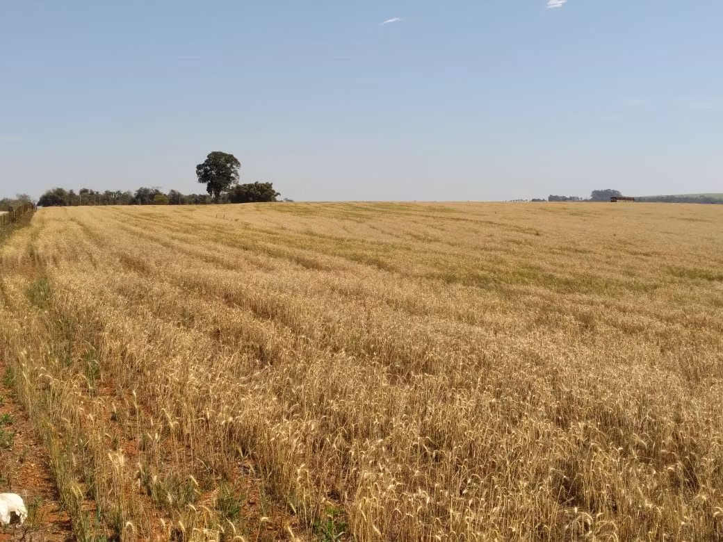 Farm of 490 acres in Tatuí, SP, Brazil