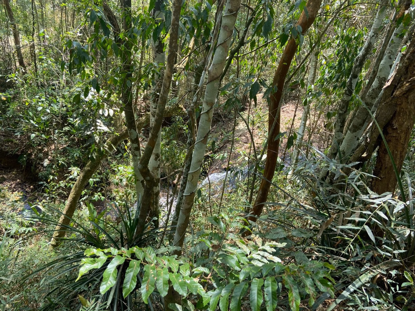 Chácara de 1 ha em Monteiro Lobato, SP