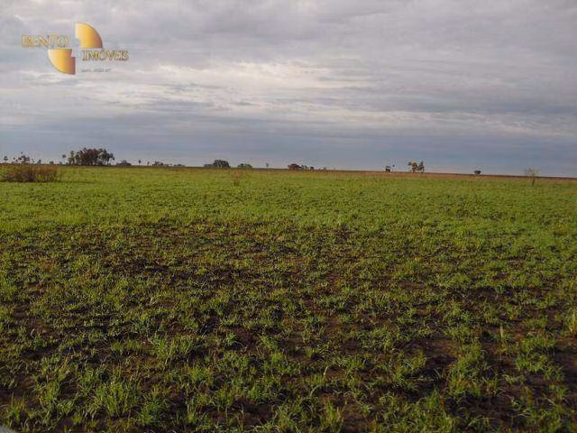 Farm of 137,020 acres in Cáceres, MT, Brazil