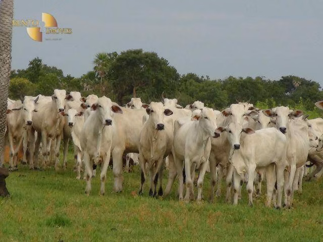 Farm of 137,020 acres in Cáceres, MT, Brazil