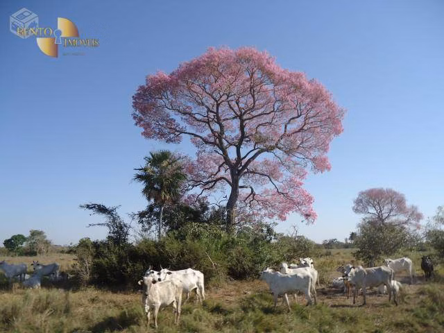 Farm of 137,020 acres in Cáceres, MT, Brazil
