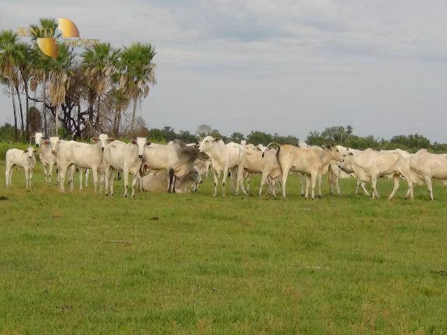 Farm of 137,020 acres in Cáceres, MT, Brazil