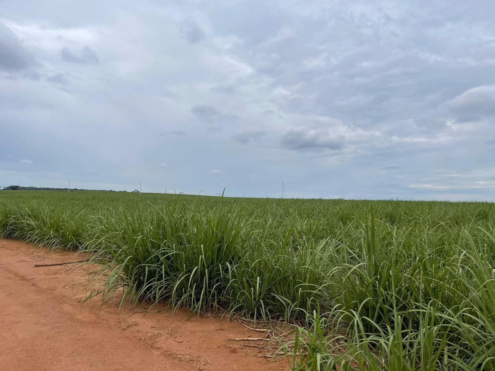 Fazenda de 520 ha em Araraquara, SP