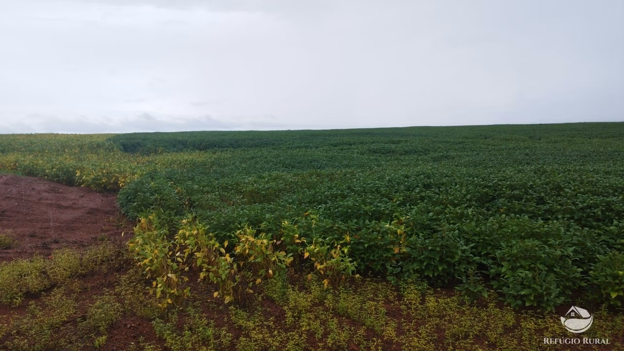 Fazenda de 3.012 ha em Brejinho de Nazaré, TO