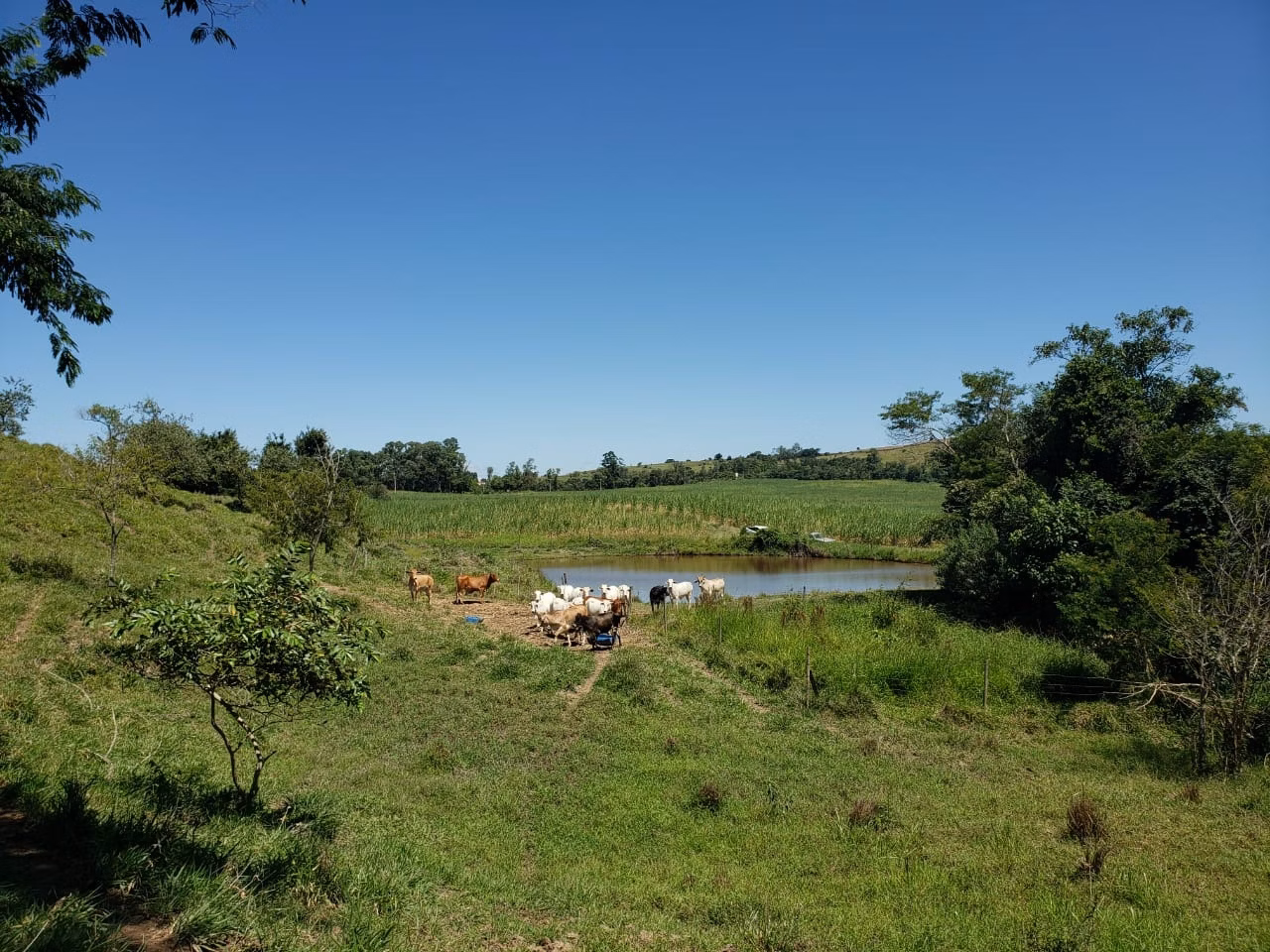Small farm of 138 acres in Tatuí, SP, Brazil