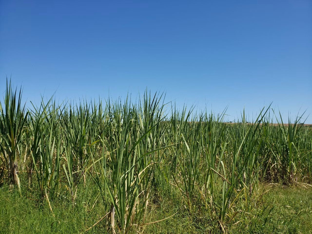 Small farm of 138 acres in Tatuí, SP, Brazil