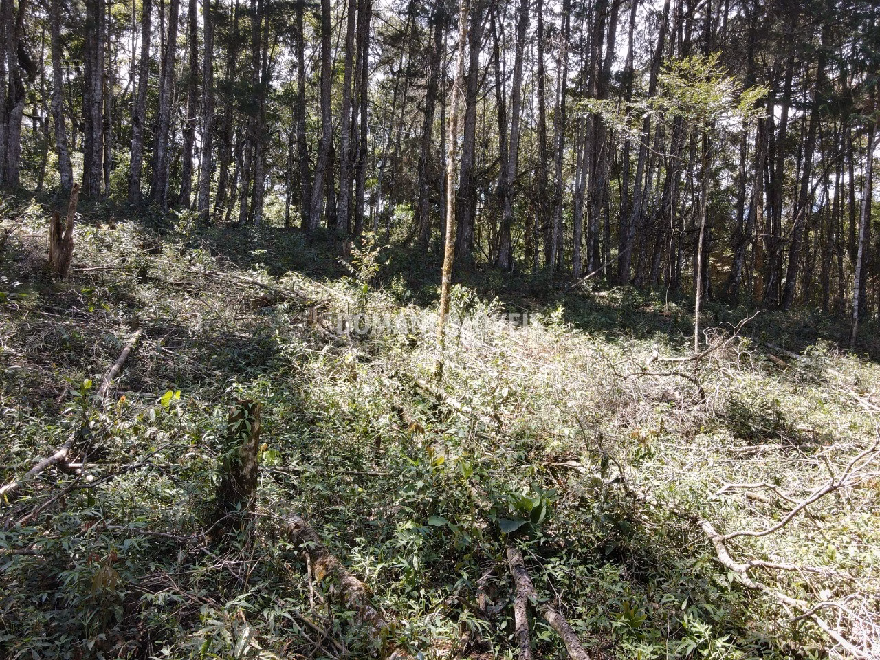 Plot of 2.270 m² in Campos do Jordão, SP, Brazil