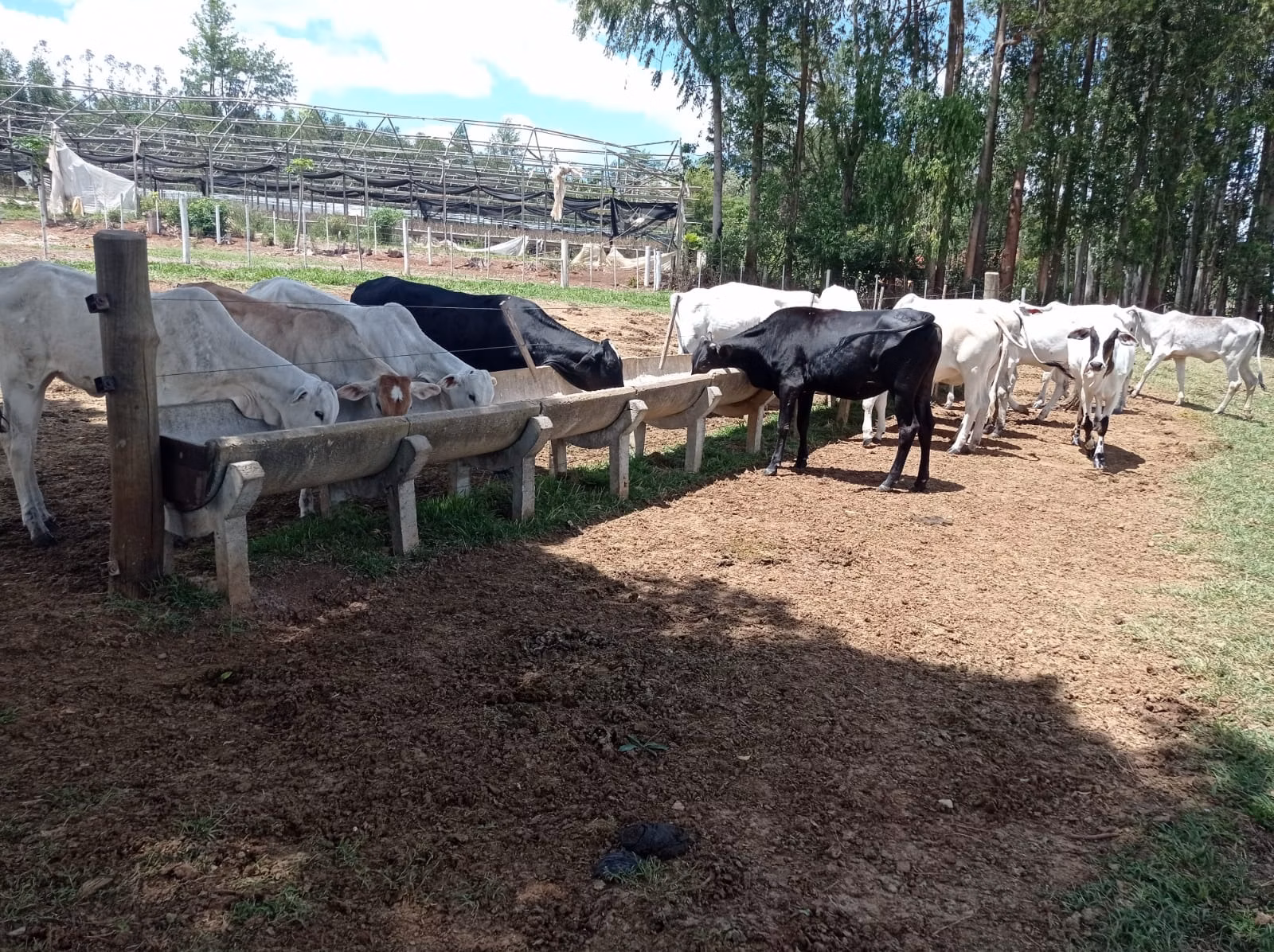 Fazenda de 114 ha em Paranapanema, SP