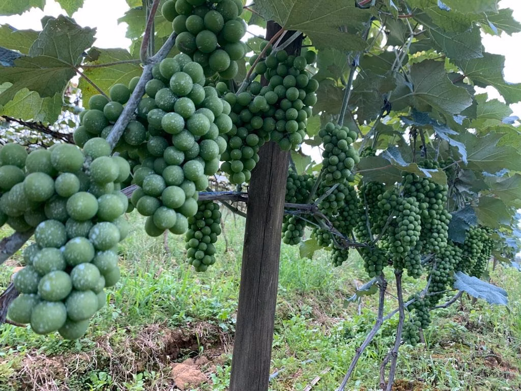 Chácara de 3 ha em São Miguel Arcanjo, SP